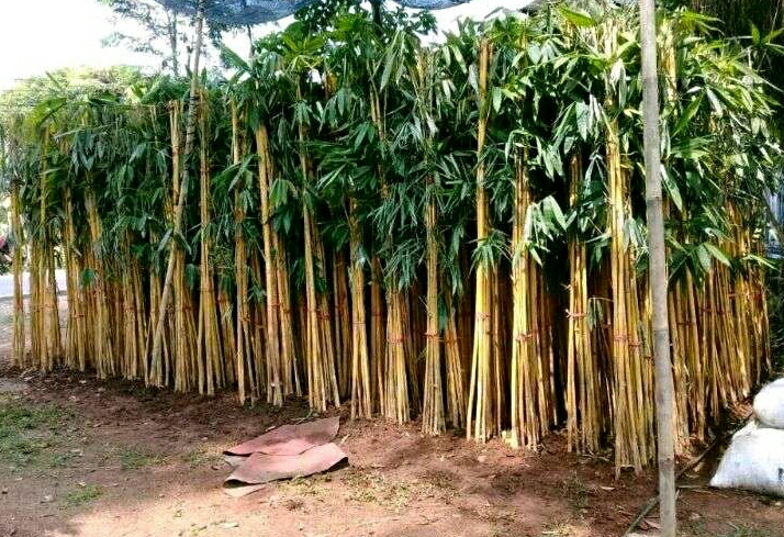 Jual Pohon Bambu Kuning atau Bambu Panda Termurah Jabodetabek
